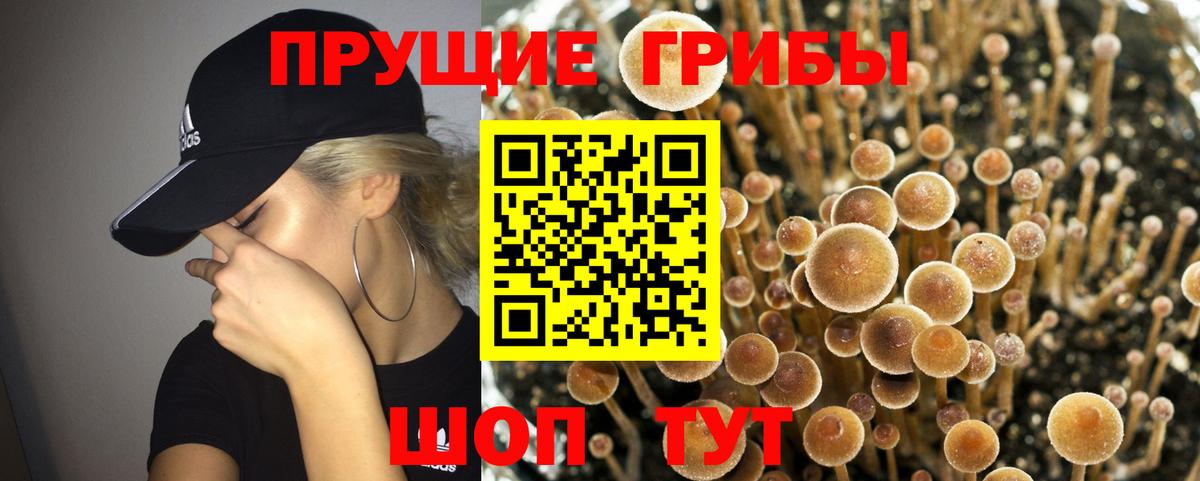 Черногорск  где можно купить   Вход с VPN  Псилоцибиновые грибы MAGIC MUSHROOMS 